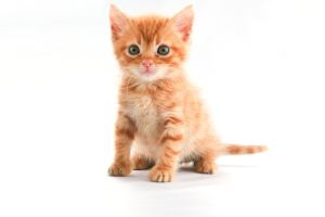 The Little Orange Kitten-753345
